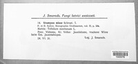 Uromyces minor image